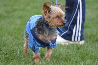 Dubs Stars in Glenalbyn - Reports and Photographs