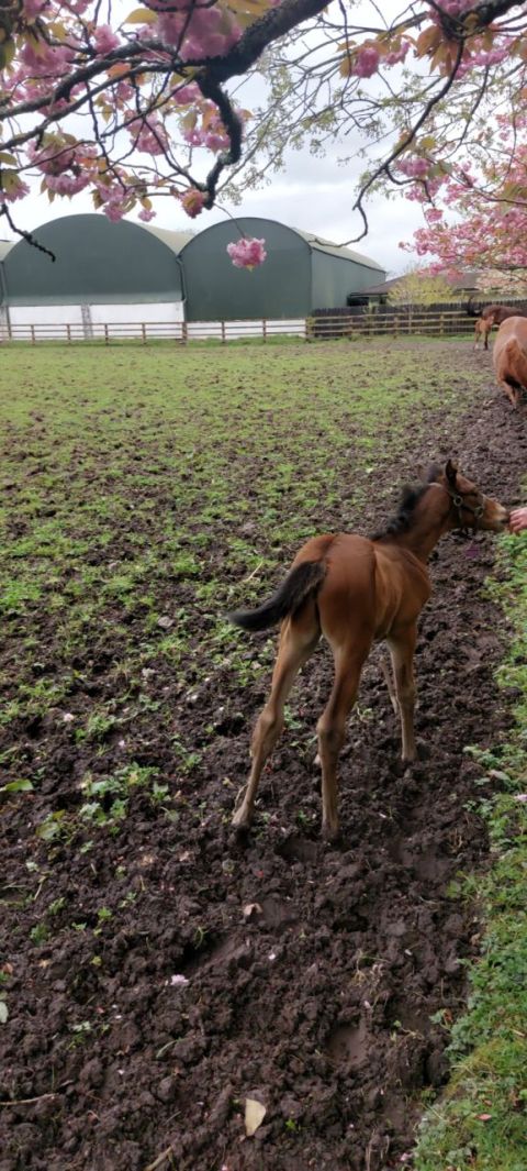 foal
